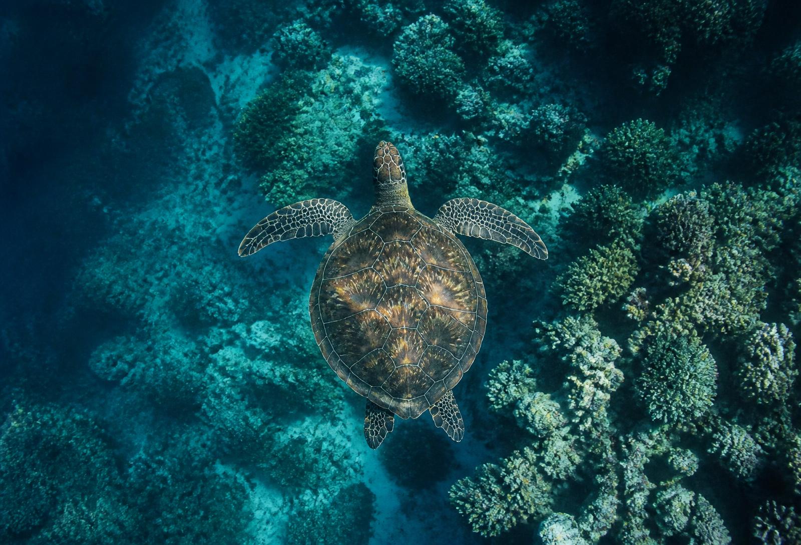 A green sea turtle gliding over a living coral reef, seen from above